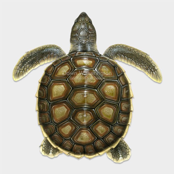 This beautiful dorsal illustration of a post-hatchling flatback sea turtle, Natator depressus, is biologically accurate in detail.