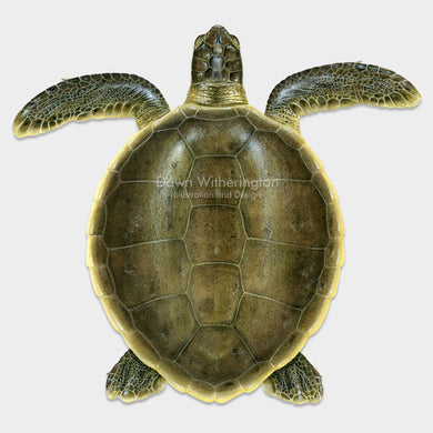 This beautiful dorsal illustration of a subadult flatback sea turtle, Natator depressus, is biologically accurate in detail.