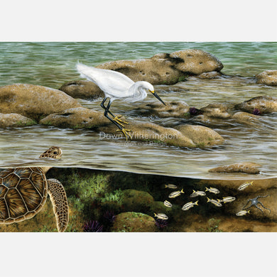 This beautiful, highly detailed and accurate illustration is of life on a Sabellariid worm reef. The art features and snowy egret and a juvenile green turtle.