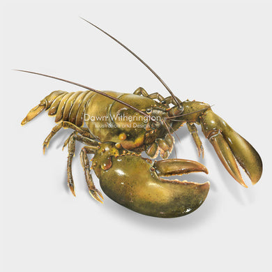 This beautiful illustration of an American lobster, Homarus americanus, is biologically accurate in detail.