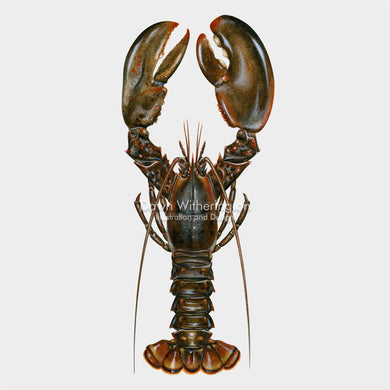 This beautiful illustration of an American lobster, Homarus americanus, is biologically accurate in detail.
