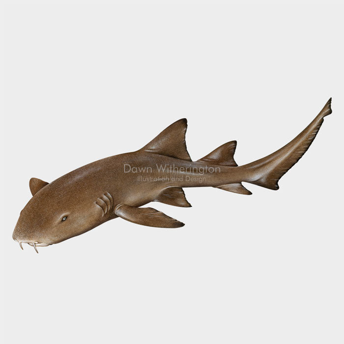 This beautiful illustration of a a nurse shark, Ginglymostoma cirratum, is biologically accurate in detail.