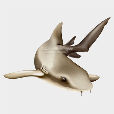 This beautiful illustration of a a nurse shark, Ginglymostoma cirratum, is biologically accurate in detail.