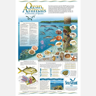 This beautiful poster provides information on the diversity of ocean animals and their habitat. 