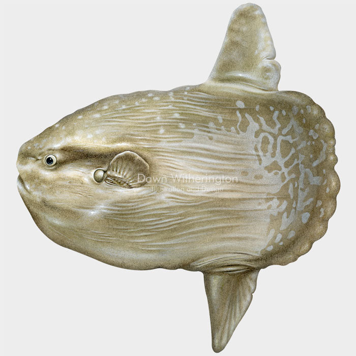 OceanSunfish (Mola Mola) – drawnbydawn