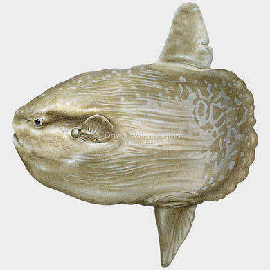 OceanSunfish (Mola Mola)