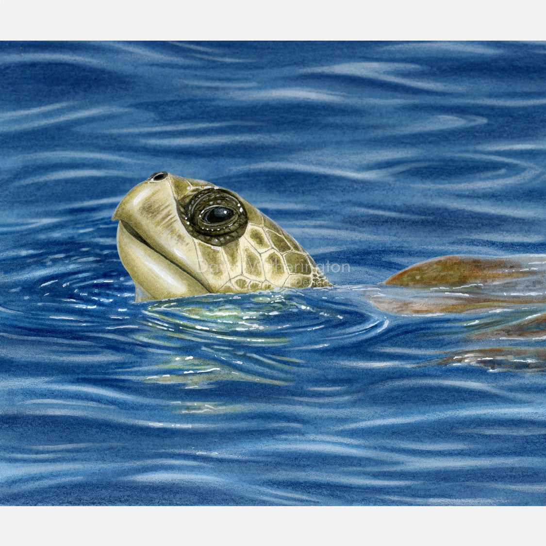 This beautiful, accurately detailed illustration is of a basking olive ridley sea turtle, lepidochelys oliveacea.
