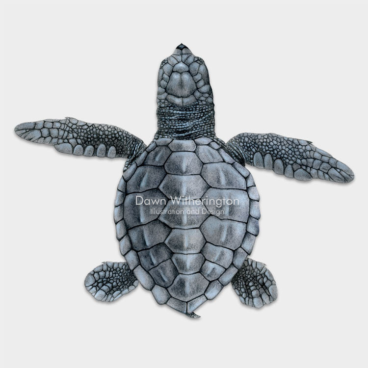 Olive Ridley Sea Turtle Hatchling – drawnbydawn