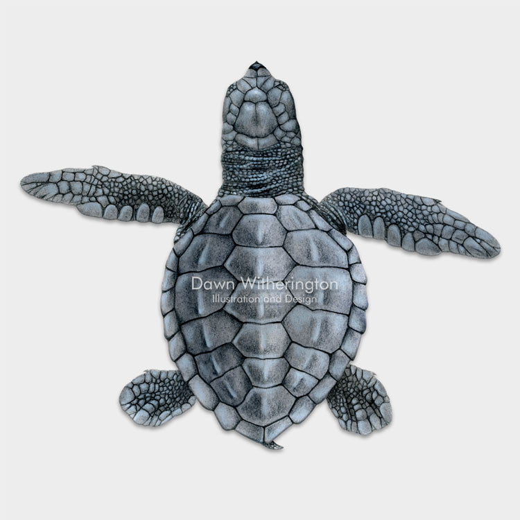 This beautiful dorsal illustration of a hatchling olive ridley sea turtle, Lepidochelys olivacea, is biologically accurate in detail.