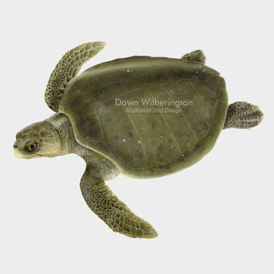 This beautiful illustration of a swimming olive ridley sea turtle, Lepidochelys olivacea, is biologically accurate in detail.