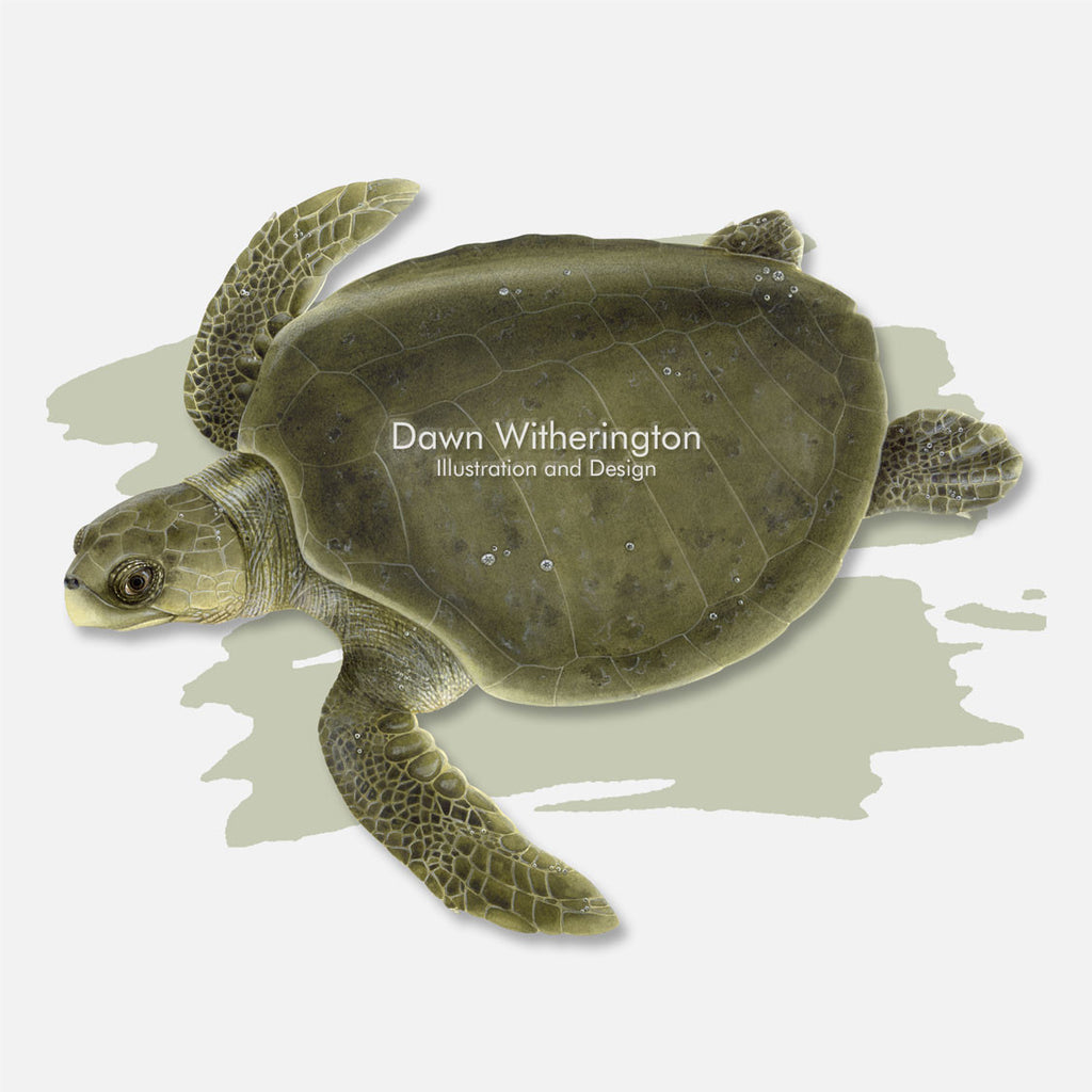 Olive ridley sea turtle with graphic – drawnbydawn