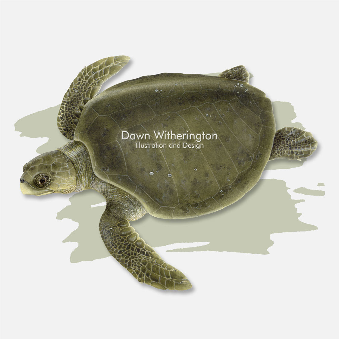 This beautiful illustration is of an olive ridley sea turtle, Lepidochelys olivacea, over a swash graphic. 
