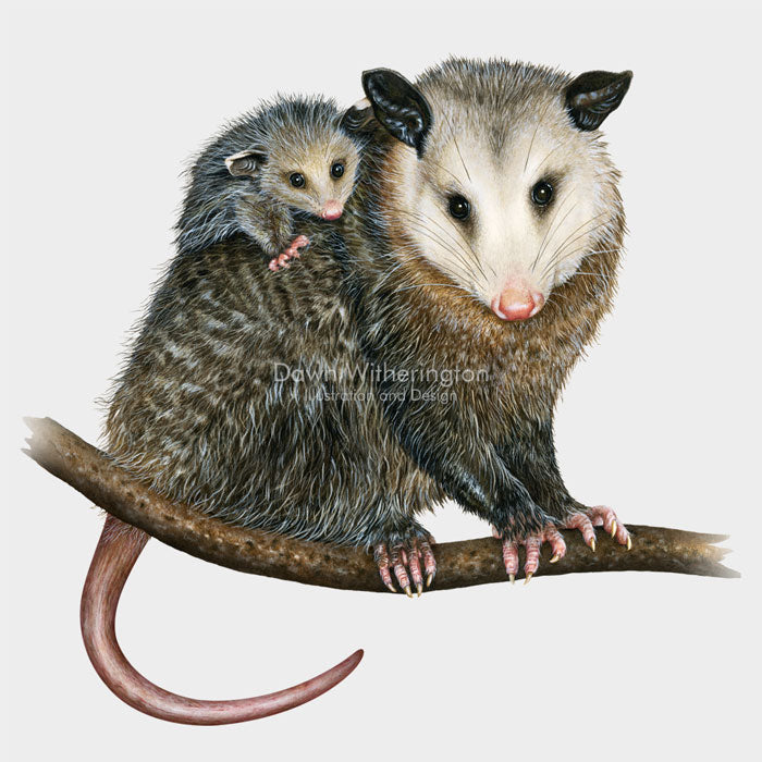 Virginia Opossum With Baby (Joey)