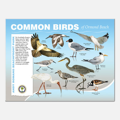This beautifully illustrated educational display describes and identifies beach birds of Andy Romano Beachfront Park, Ormond Beach, Florida.