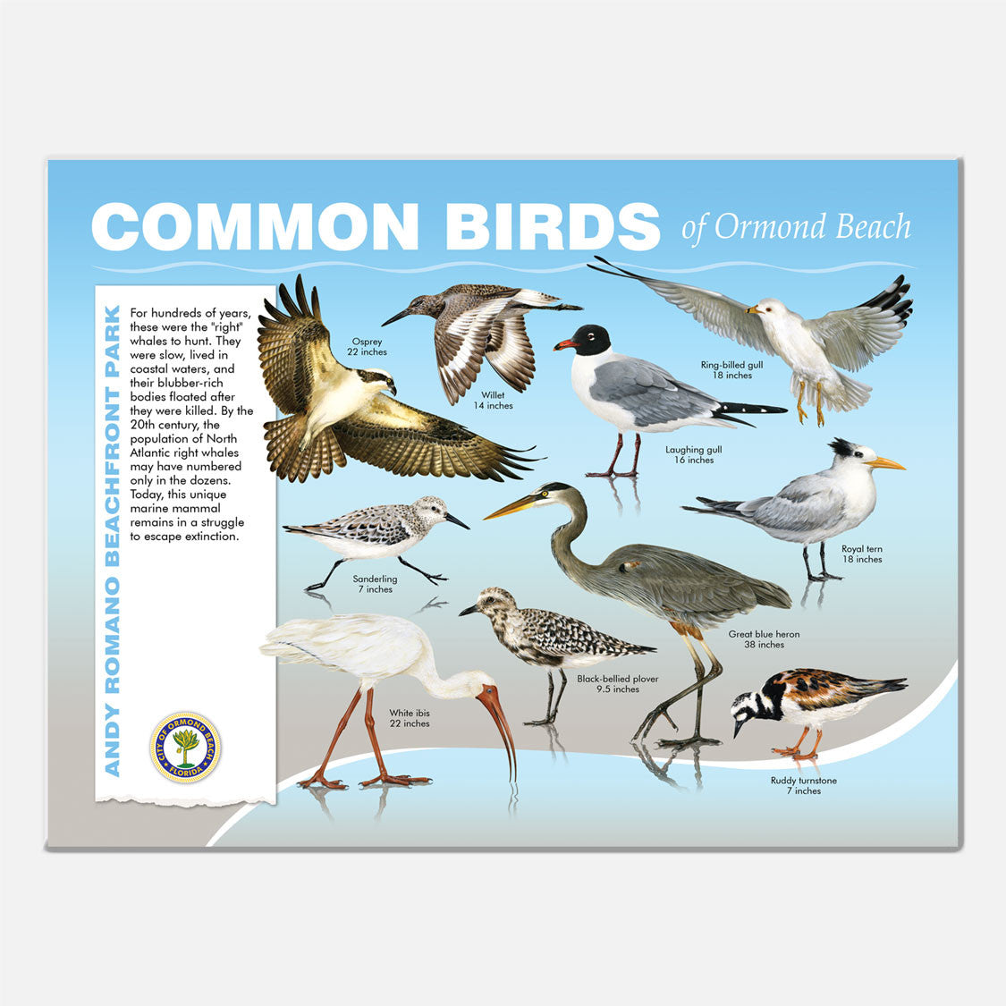 This beautifully illustrated educational display describes and identifies beach birds of Andy Romano Beachfront Park, Ormond Beach, Florida.