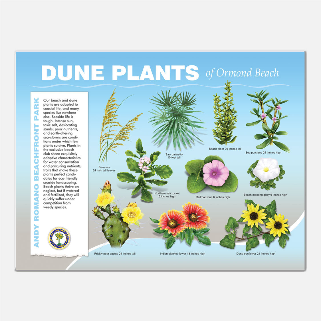 This beautifully illustrated educational display describes and identifies dune plants of Andy Romano Beachfront Park, Ormond Beach, Florida.