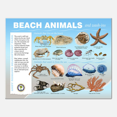 This beautifully illustrated educational display describes and identifies beach animals of Andy Romano Beachfront Park, Ormond Beach, Florida.