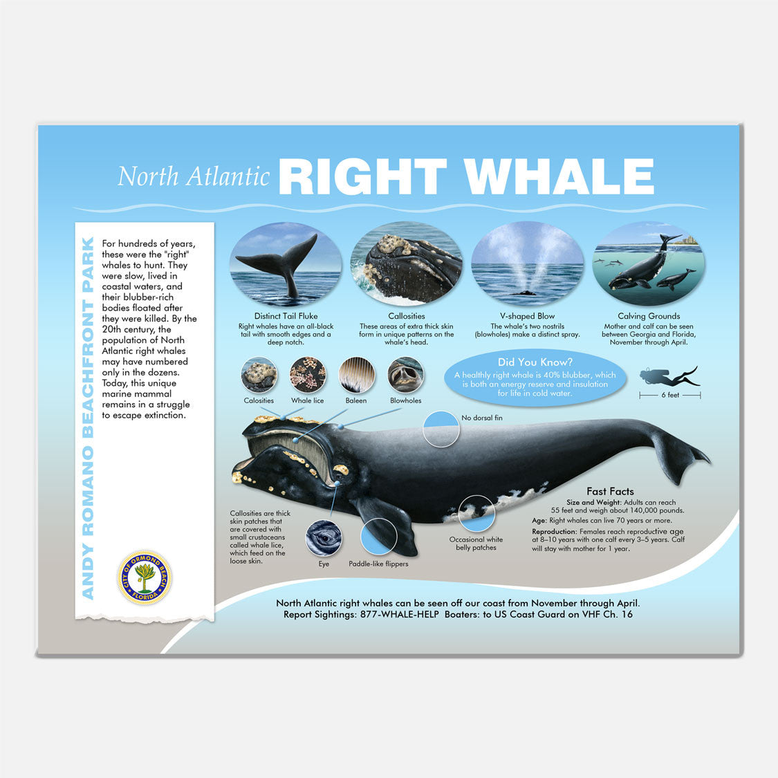 This beautifully illustrated educational display describes and identifies the right whales that may be seen from Andy Romano Beachfront Park, Ormond Beach, Florida.