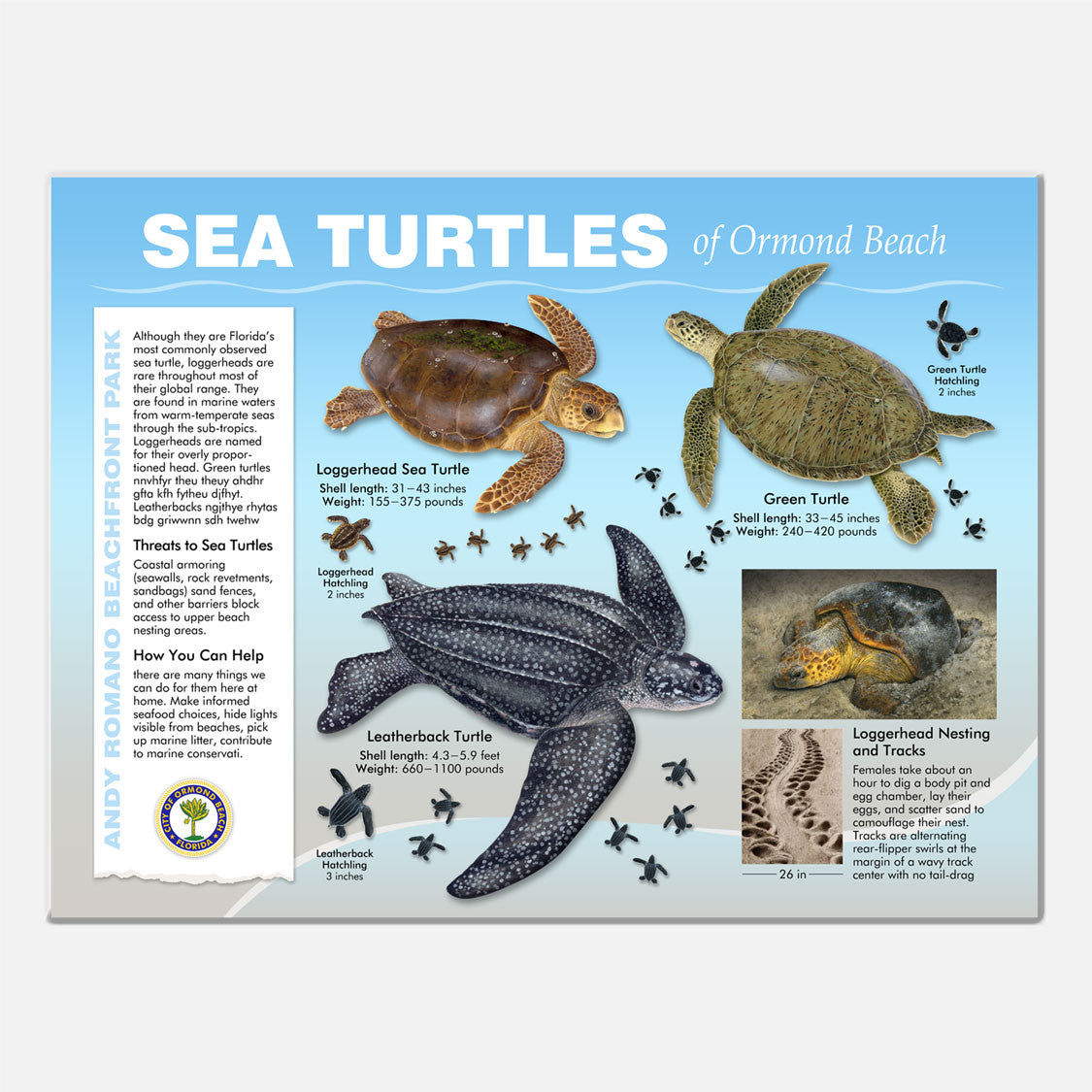This beautifully illustrated educational display describes and identifies sea turtles that occur at Andy Romano Beachfront Park, Ormond Beach, Florida.