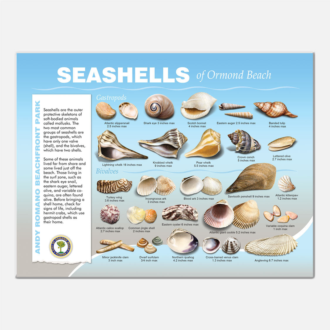 This beautifully illustrated educational display describes and identifies seashells of Andy Romano Beachfront Park, Ormond Beach, Florida.