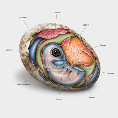 This beautiful illustration of an osprey, Pandion haliaetus, embryo is biologically accurate in detail.