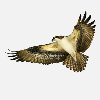 This beautiful illustration of an osprey, Pandion haliaetus, in flight, is biologically accurate in detail.
