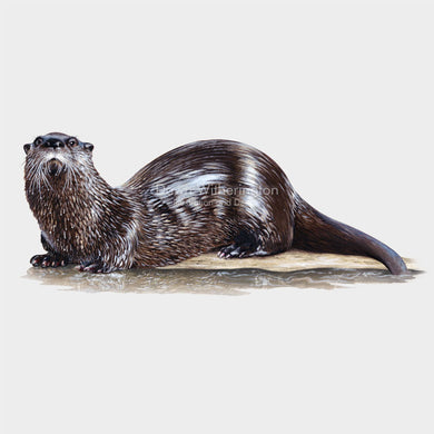 This is a lovely illustration of a North American river otter, Lontra canadensis, with a shimmering wet coat.