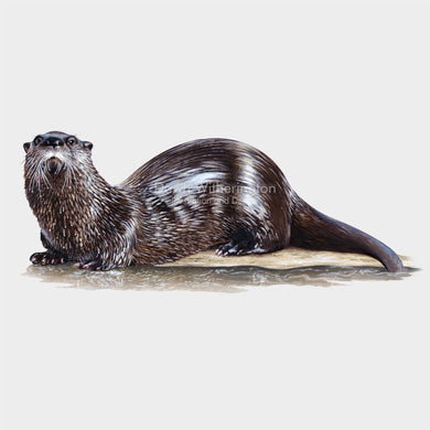 North American river otter