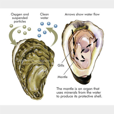 This graphic describes the filter feeding of an eastern oyster, Crassostrea virginica.