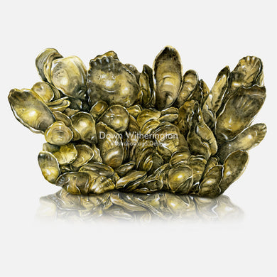 This illustration of a clump of Eastern Oysters (Crassostrea virginica) is accurate in detail.
