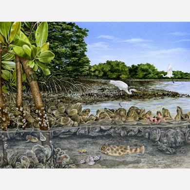 This beautiful, highly detailed and accurate illustration is of an eastern oyster reef, Crassostrea virginica, and associated critters. 