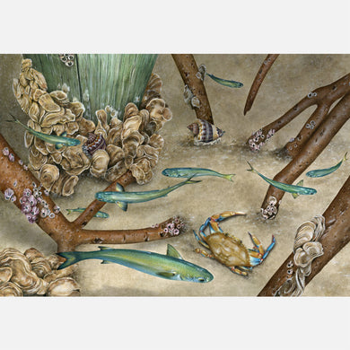 Bird's Eye View of Oysters and Mangroves