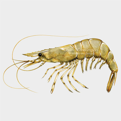 This beautiful drawing of a palemonid shrimp, family Palaemonidae, is biologically accurate in detail.