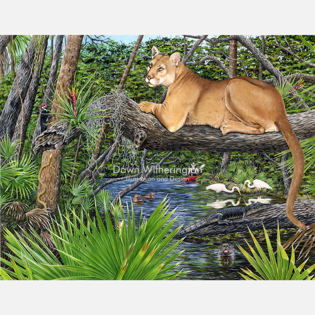 This beautiful, highly detailed illustration is of a Florida panther amongst other wildlife in river habitat. 