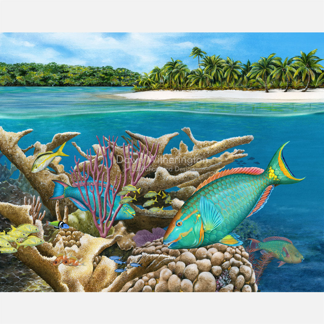 This beautiful illustration is of several parrotfish on a Bahamian coral reef. The art is accurately portrayed in high detail.