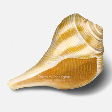 This beautiful illustration of a pear whelk shell, Busycon spiratum, is biologically accurate in detail.