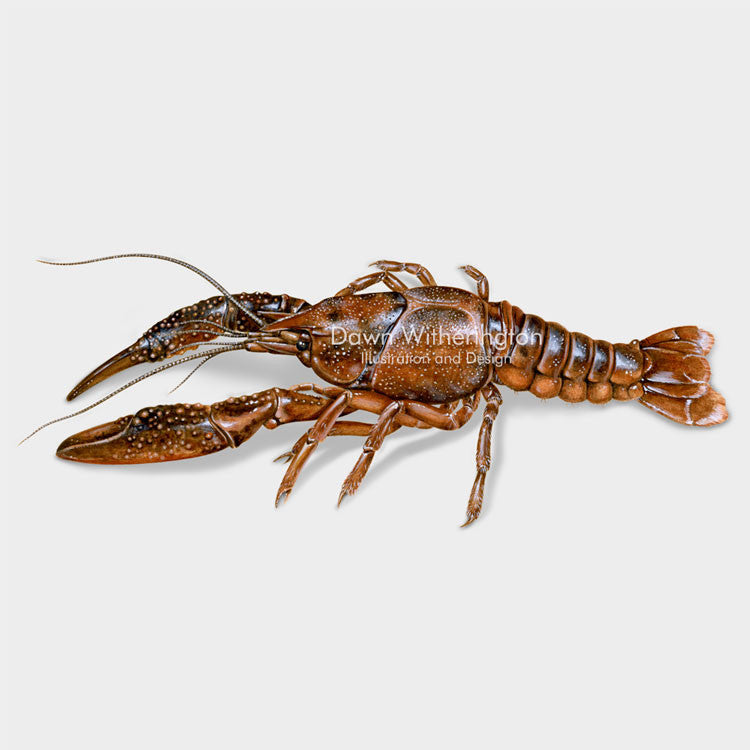 This beautiful illustration of a peninsula crayfish, Procambarus paeninsulanus, is biologically accurate in detail.