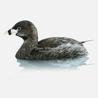 This beautiful illustration of a pied-billed grebe, Podilymbus podiceps, is biologically accurate in detail.