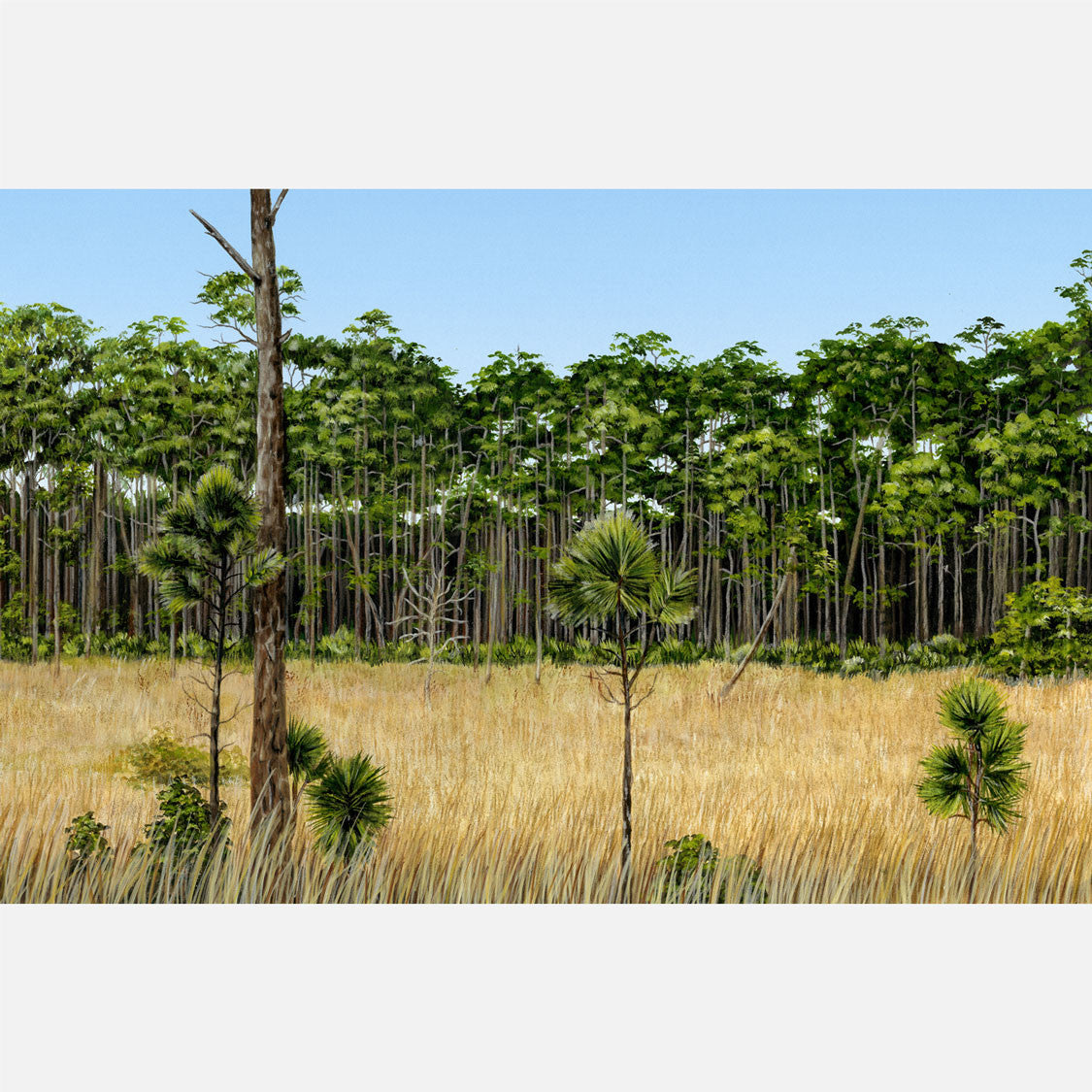 This beautiful, highly detailed illustration is of Florida pine flatwoods.