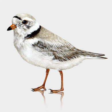 Piping Plover Breeding Adult