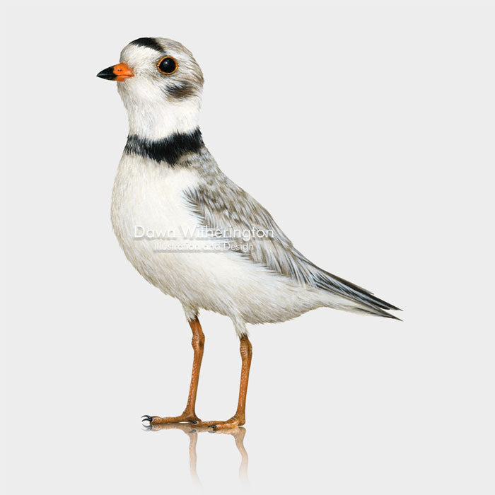 Piping Plover Breeding Adult Male