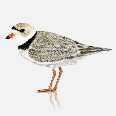 This beautiful illustration of a piping plover, Charadrius melodus, in breeding plumage, is biologically accurate in detail.