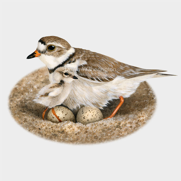 Nesting Piping Plover with Eggs and Chick – drawnbydawn