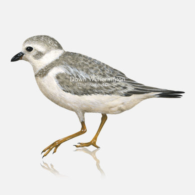 This beautiful illustration of a piping plove, Charadrius melodus, in winter plumage , is biologically accurate in detail.