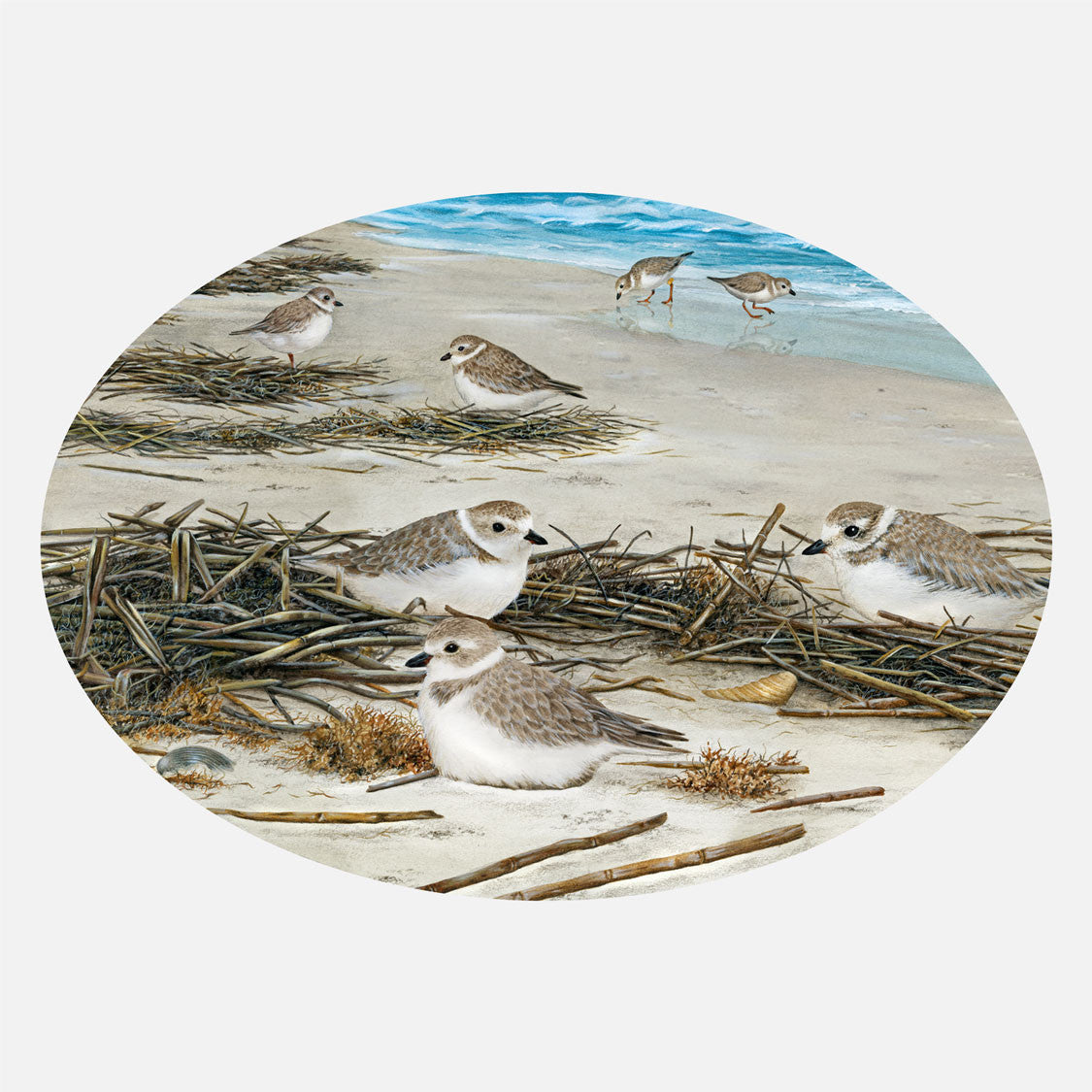 this illustration is of several piping plovers, Charadrius melodus, loafing in beach wrack. 