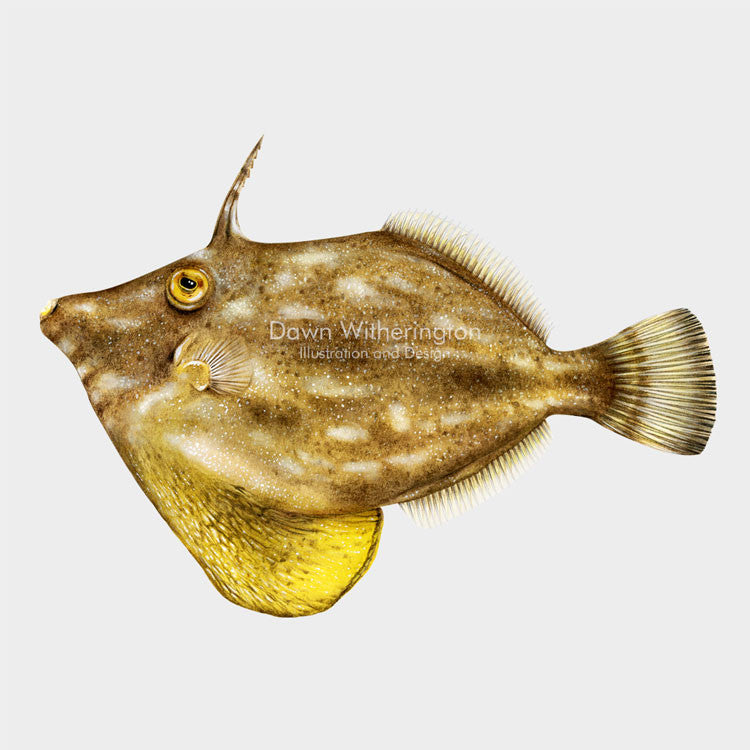 This beautiful dillustration of a planehead filefish, Stephanolepis hispiduss, is biologically accurate in detail.