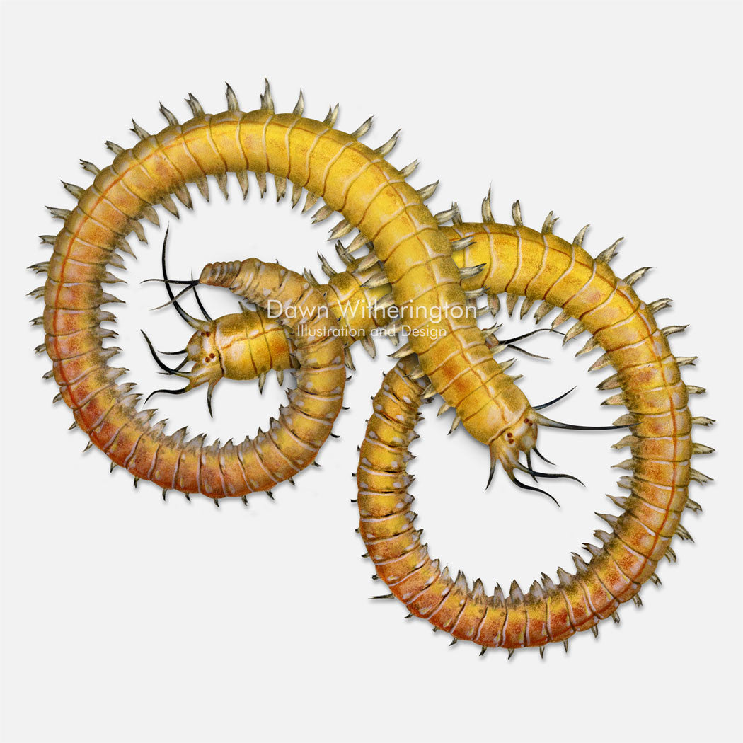 This beautiful drawing of segmented worms (polychaetes) is accurate in detail.