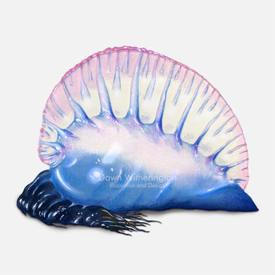 This beautiful illustration of a stranded Portuguese man-o-war, Physalia physalis, is accurate in detail.