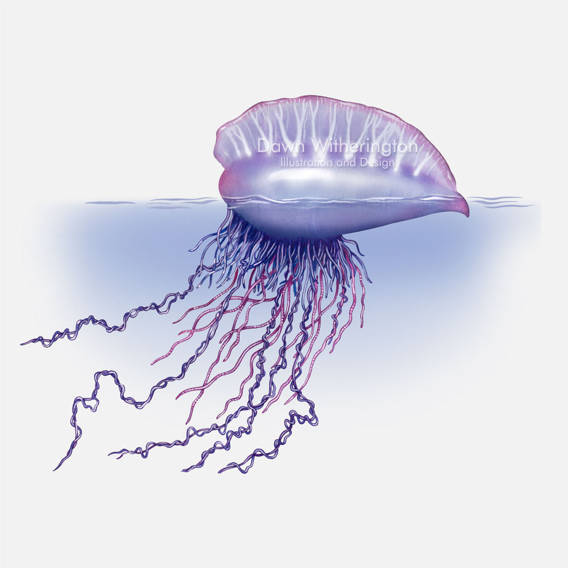 This beautiful illustration of a Portuguese man-o-war, Physalia physalis, is accurate in detail.