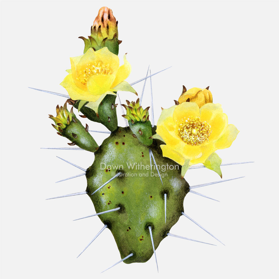 This beautiful illustration an eastern prickly pear cactus (devil's tongue), Opuntia humifusa, is botanically accurate in detail.